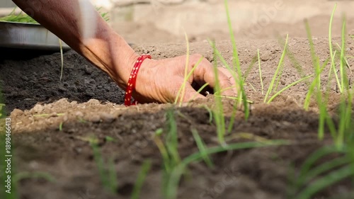 Close up of hands using a hoe to loosen soil and support young plant growth symbolizing agriculture farming hard work cultivation sustainability and rural livelihood