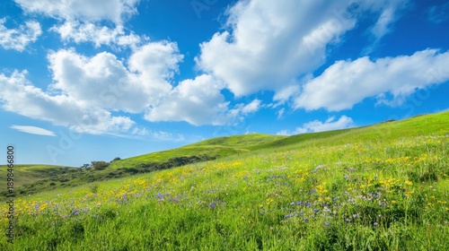A lush green hill dotted with wildflowers under a bright blue sky with fluffy white clouds drifting by