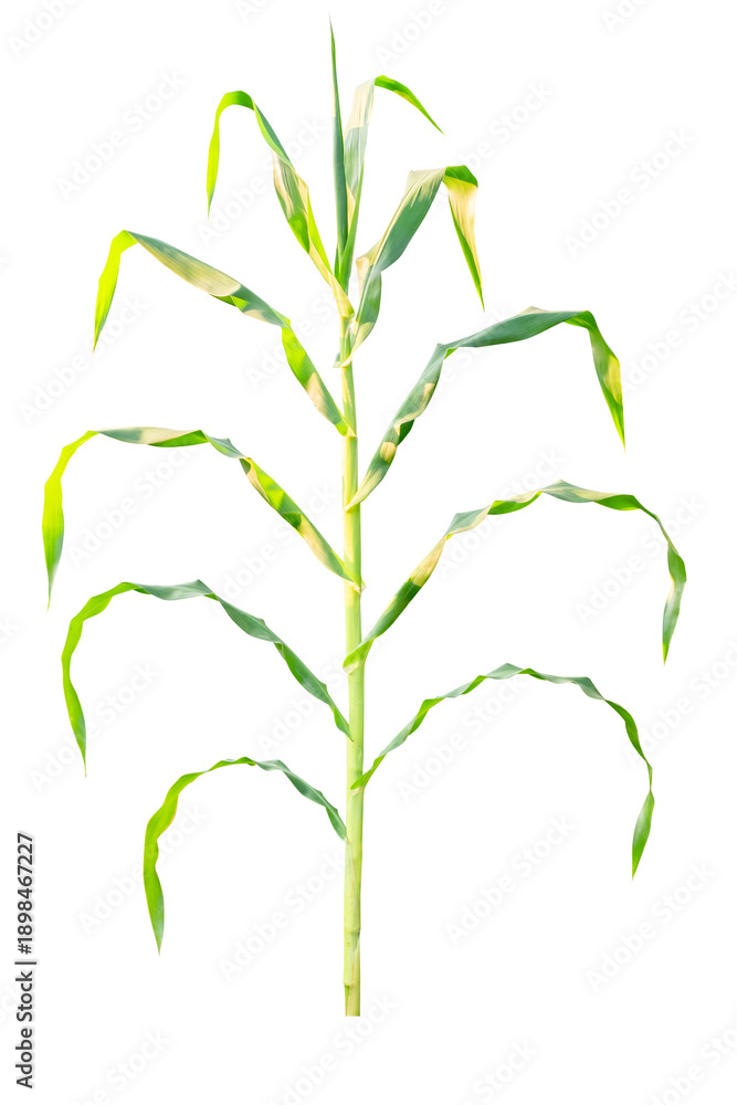 Obraz premium Full body of young corn plant or maize isolated on transparent background. Vertical growth with vibrant green leaves and slender stalk, gardening and food production concept. PNG