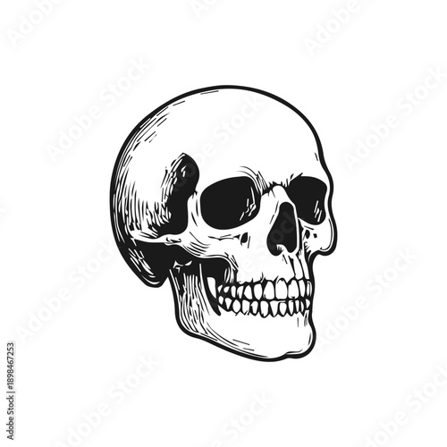 Skull black and white drawing depicting human anatomy
