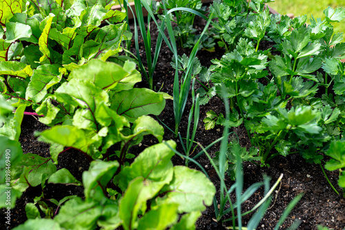 A wooden crate standing on the grass in a garden with a close-up of various vegetables.