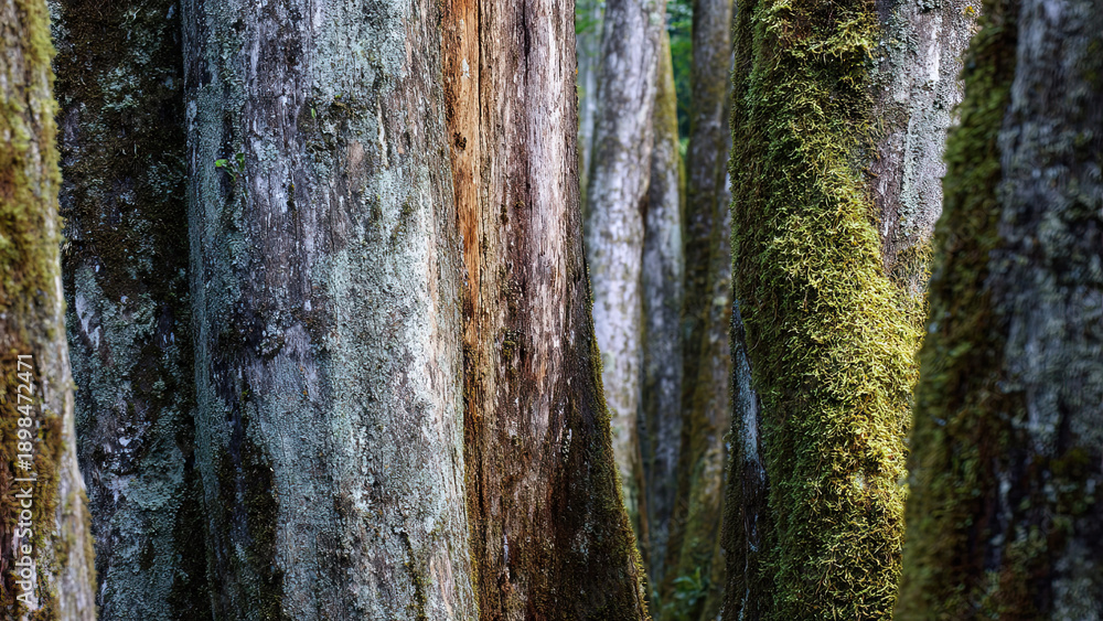 Obraz premium tree bark texture