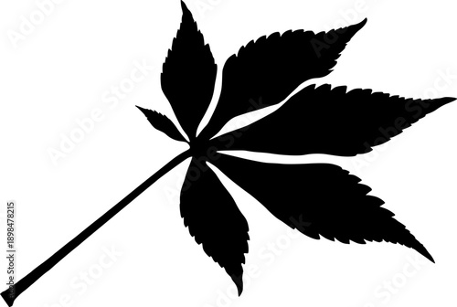 Vector Silhouette of Maple Leaf Representing Autumn Nature and Botanical Garden Environment