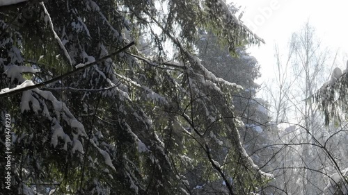 Strong and beautiful blizzard in the forest. Spruce trees covered with fresh snow.