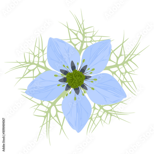 Nigella damask flower with leaves, stems and seed pod. Beautiful blue wild flower isolated on white background. Exotic flower in cartoon style. Decorative, medicinal, spice plant. Vector illustration