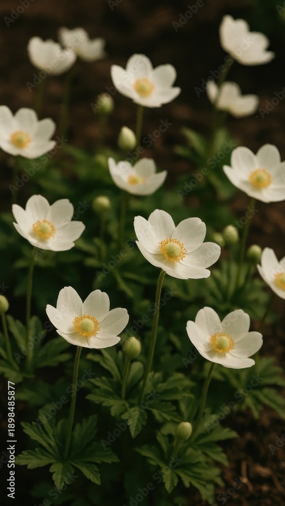 Fototapeta premium Delicate white flowers bloom beautifully mobile wallpaper