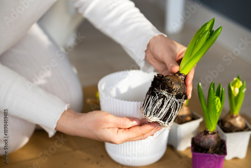 Female hands take hyacinth from container showing good root system and plant it in flower pot indoors. Plant care products, plant nutrition, sustainable gardening. Spring home gardening. Earth Day.