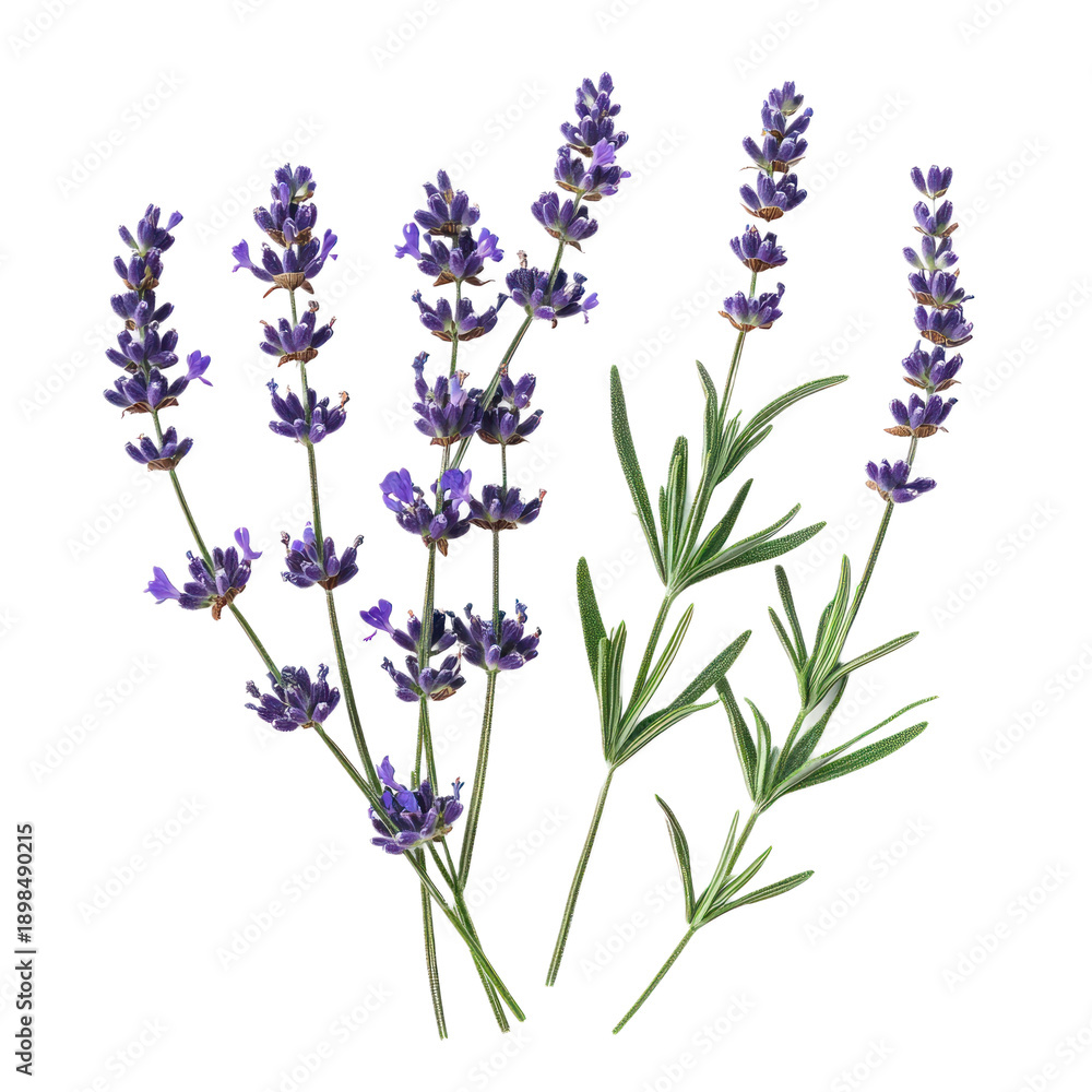 Obraz premium Lavender flowers on a white background.