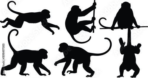 Black silhouette monkeys in various playful poses on white background animal