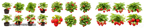 Fresh ripe red strawberry bushes with berries on transparent background