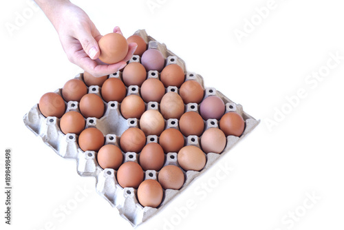 Hand holding  fresh brown chicken egg above a full paper egg tray isolated on white background. Organic farm eggs with natural shell colors, representing food supply, agriculture, freshness, nutrition