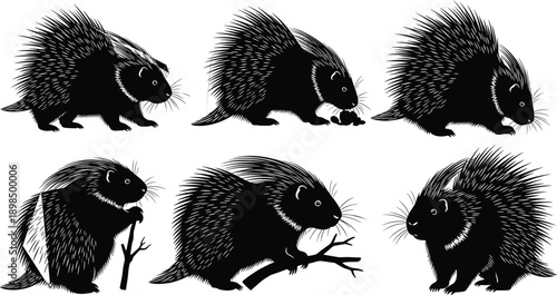 Six black porcupine in different poses on white background animal wildlife black and white