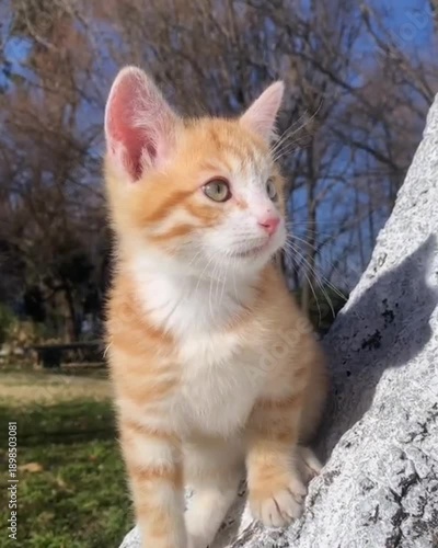 cat on the fence