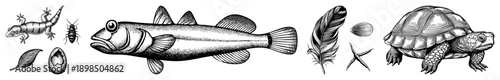 Black and white halftone drawings of lizard, beetle, fish, feather,, starfish, turtle nature, scientific sketches, wildlife collection, educational graphics.