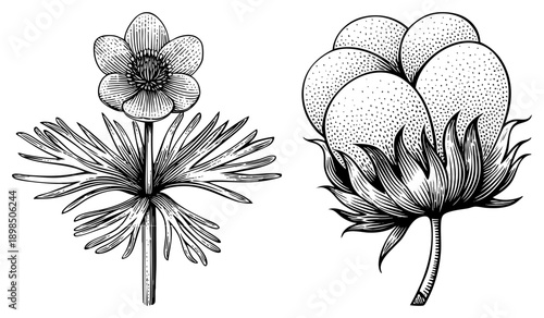 Hand drawn botanical sketches of flowering plants, featuring intricate petals and leaves, rendered in fine and stippling, ideal for scientific or artistic use.