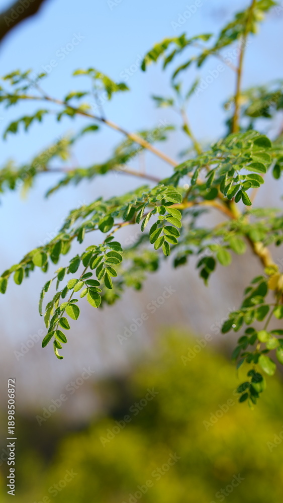 Fototapeta premium Natural Green Moringa leaves in the Garden, green background. Moringa, leaves (Moringa oleifera Lamk.)