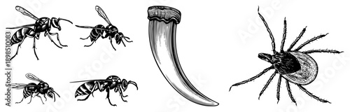 Detailed black and white vector drawings of wasps, tick, and animal claw, rendered in classic engraving style, ideal for scientific or educational use.