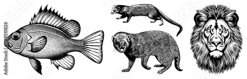 Detailed black and white engraved wildlife art, fish with scales, ferret in motion, lion’s majestic face, classic vector illustration, natural history graphic.