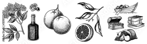 Hand drawn botanical illustrations of elderberry, citrus fruits, leaves, and vintage items like treasure chest, books, and boat classic engraving style,, detailed.