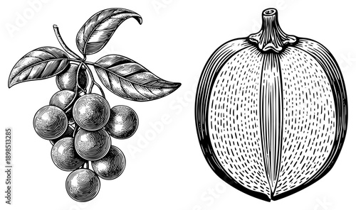 Classic black and white botanical engraving of grape cluster with leaves and pumpkin with textured surface, vintage illustration style, food art, agricultural.