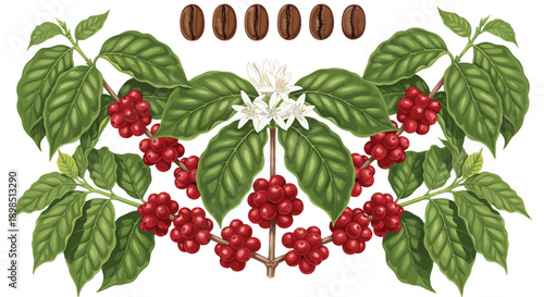Coffee plant botanical illustration, arabica beans cherries leaves and flowers branch composition, realistic agriculture vector isolated design