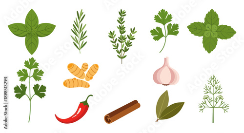Fresh herbs and spices vector illustration