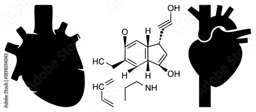 Cardiac silhouette with chemical formula, medical illustration, hormone structure, cardiovascular system, molecule, epinephrine compound, physiological response.