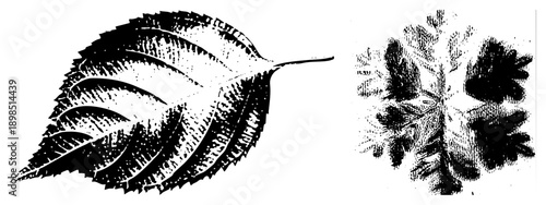 Botanical leaf renderings with stippled halftone shading, serrated edges, vein structures, nature clipart, eco design elements.