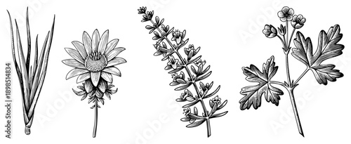 Hand drawn botanical sketches of grass, daisy, mint, and geranium, rendered in black and white with fine, ideal for herbalism or design.
