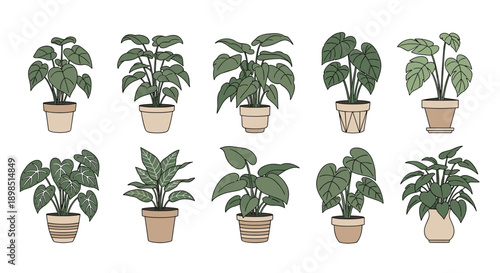 Collection of ten diverse potted houseplants in various styles of ceramic pots arranged in two rows for interior decoration and botanical concepts.