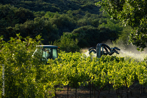 Vigneron traite le raisin de ses vignes depuis son tracteur en pulvérisant un pesticide afin de lutter contre les insectes, les nuisibles et le mildiou.