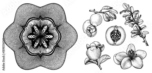 Hand drawn quince botanical study, fruit section, flowering branch, seed anatomy, vintage engraving style, scientific illustration.