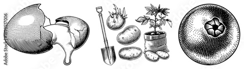 Classic engraved style vector art showing cracked egg, potato harvest, potted plant, and citrus fruit, rendered in halftone dot with vintage gardening tools.