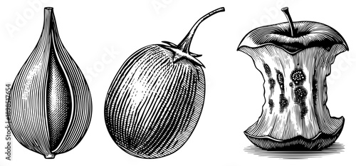 Classic halftone art depicting fig, eggplant, and with bite, botanical illustration, vintage engraving style, food vector graphic.