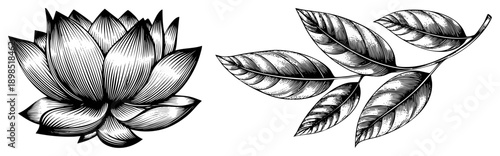 Detailed art of lotus bloom and foliage, botanical illustration, engraved style, design, nature art.