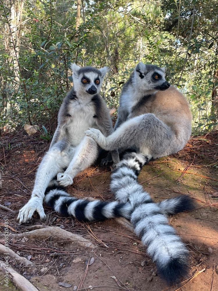 Fototapeta premium Two ring-tailed lemur, Lemur catta, Madagascar