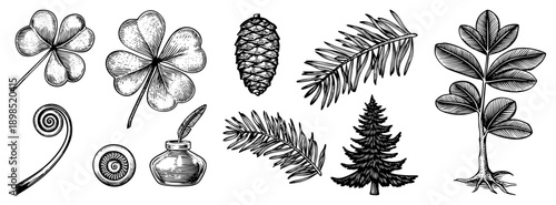 Hand drawn nature collection with clovers, pinecone, evergreen branches, tree, snail, quill pen, inkwell classic engraved style, natural motifs, rustic design.