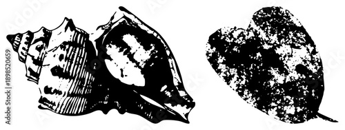 Graphic illustration of and leaf with high contrast textures, halftone shading, and clean, ideal for print or digital design projects.