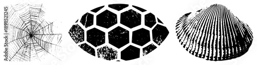 Stylized natural forms rendered as black vector silhouettes spiderweb radial symmetry, hexagonal tessellation, ribbed clam texture ideal for graphic design, textile, or UI elements.
