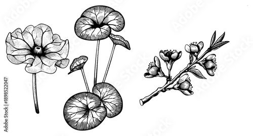 Hand drawn botanical sketches of flowers and leaves, engraved style, natural science illustration, plant anatomy, black and white vector art.