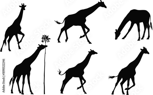 Black silhouette giraffes in various poses on white background animal wildlife Africa
