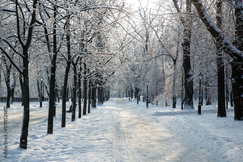 Winter snowy aand frozen  alley in Volodymyrska Hirka park in Kyiv, Ukraine in january 2026