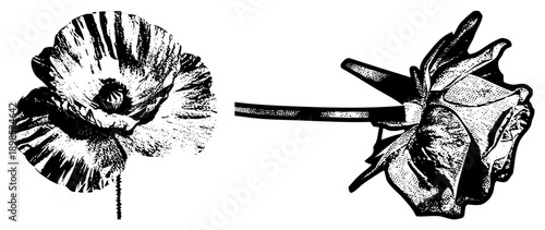 Vintage style halftone poppy and rosebud, botanical art, engraved flower, graphic print,, vector illustration, isolated botanical elements.