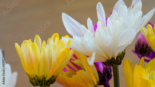 Crisp white mum petals macro among others with shallow depth of focus