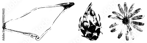 Graphic illustrations of a banana, dragon fruit, and daisy with distressed ink textures,, artistic art, isolated botanical elements.