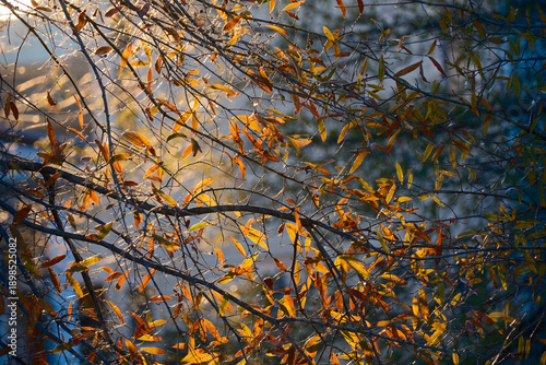 Close up of autumn leaves and misty sunlight in Charlotte, North Carolina