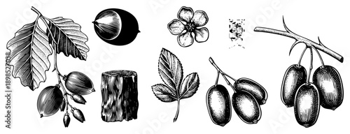 Detailed black and white botanical sketches of oak leaves, acorns, cherry blossoms, wood stump, rose hips, and kiwi fruits, rendered in classic engraving style.