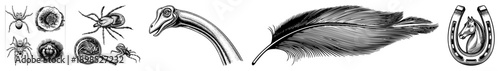 Black and white vector art featuring arachnid anatomy, feather texture, prehistoric reptile, and lucky horseshoe emblem. Isolated graphic elements for design use.