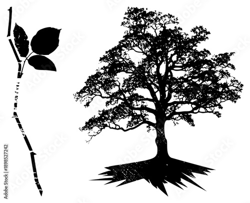 Black vector silhouette of a full grown tree with intricate branches and visible roots, paired with a small sapling branch with leaves, both isolated on transparent background.
