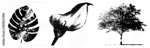 Stylized botanical illustrations with halftone texture, leaf, calla lily, tree silhouette, vector graphic, black and white, nature motifs.